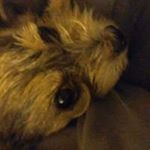 Profile Picture of kel pol (@polleyskevin) on Instagram