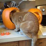 Profile Picture of Karen Kimball (@klkimball136) on Instagram