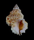 Profile Picture of Lampasopsison Wikipedia