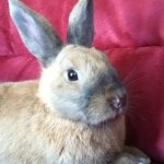 Profile Picture of Lisa Falkenberg (@auqaexplosion5453) on Instagram