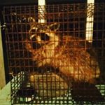 Profile Picture of jacob grissom (@shineyknight74) on Instagram