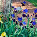 Profile Picture of Carolyn Stubbs (@ctstubbs) on Instagram