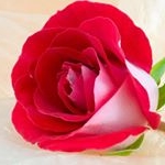 Profile Picture of a.rahimi (@abdullahrahimiiii) on Instagram