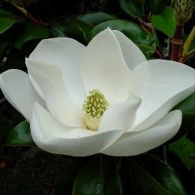 Profile Picture of C Doescher Bloom (@xmagnolia) on Twitter