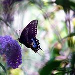 Profile Picture of steven salisbury (@jamming109) on Instagram