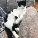 Profile Picture of Jonathan Coons-Schmitz (@jontheaudiocat) on Instagram