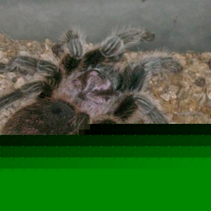 Profile Picture of Glen Starcher (@lostduck44) on Myspace