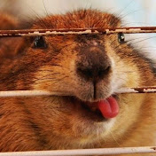 Profile Picture of Luis Merced (@luismerced100) on Youtube