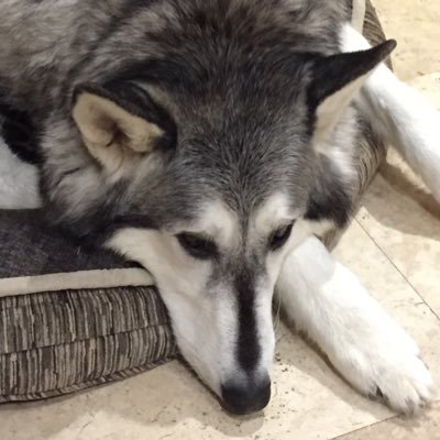 Profile Picture of Pat Whitticom (@tyohnimomma) on Twitter