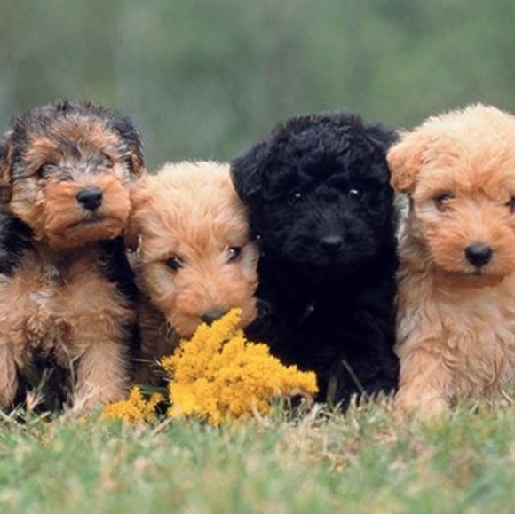 Profile Picture of Gabriella Recce (@gabriellarecce) on Poshmark