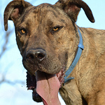 Profile Picture of Jeremy Roden (@Big Brown Dog Images Australia) on Flickr