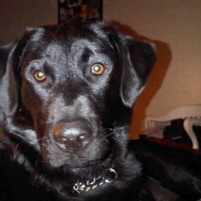 Profile Picture of Kevin Dalman (@KevinDalman) on Twitter