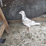 Profile Picture of Jose Claro (@jose.claro.1654) on Instagram