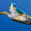 Profile Picture of Tommyturtle (@tommyturtle124) on Tiktok