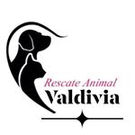 Profile Picture of Rescate Animal Valdivia (@rescateanimal_valdivia) on Instagram