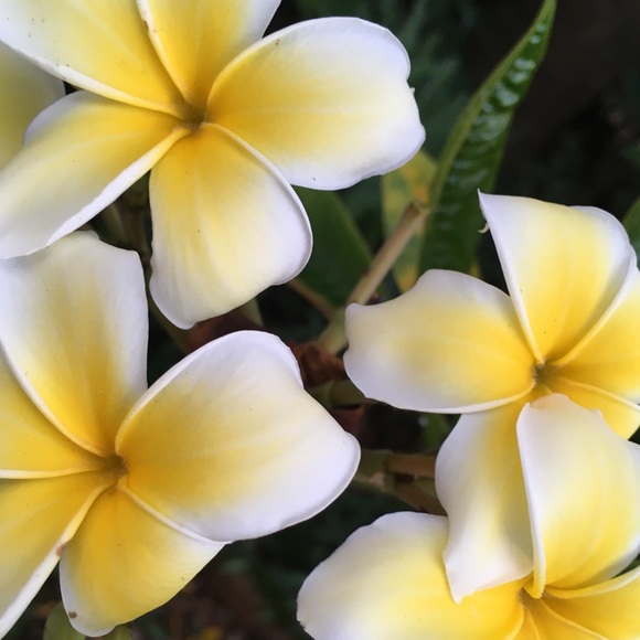 Profile Picture of Patricia Truscello (@plumeria829) on Poshmark