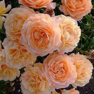 Mina Nazari Saber - Twitter Profile Picture of Mina Nazari Saber (@MinaNazariSaber) on Twitter