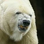 Profile Picture of Chuck Simpson (@vwchucks) on Instagram