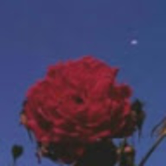 Profile Picture of Maya Mawas (@mayamawas6) on Poshmark