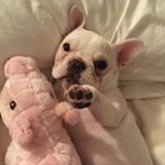 Profile Picture of Mike Noel (@the_french_beso) on Instagram