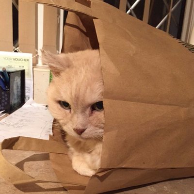 Profile Picture of SandyHobbs (@SandyHobbs99) on Twitter