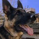 Profile Picture of Jackson Betts (@jackdaniels_gsd) on Instagram