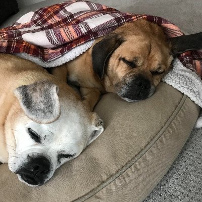 Brian Huba - Twitter Profile Picture of Brian Huba (@catspajamasblog) on Twitter