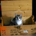 cael mockmore - Instagram Profile Picture of cael mockmore (@itschamom) on Instagram