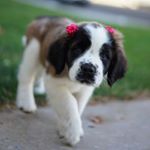 Profile Picture of Sasha the St. Bernard Grant (@sashathestbernard) on Instagram