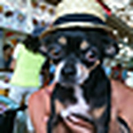 Profile Picture of Etsuko Katayama (@ecco813) on Flickr