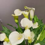 Profile Picture of Altan Chimeg (@altan.chimeg.435951) on Facebook