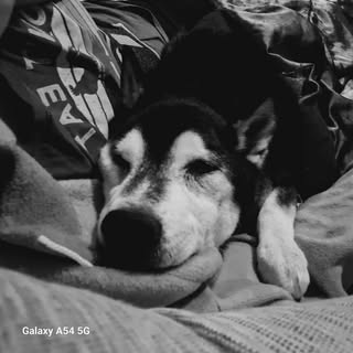 Profile Picture of Stephanie Whalen Hiser (@stephiehiser) on Instagram