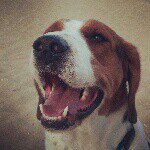 Profile Picture of Jeffrey Lyon (@jeffreythedog) on Instagram