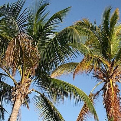 Profile Picture of PANG FATT SOON (@PANGFATTSOON) on Twitter