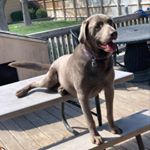 Profile Picture of RUGER JAMES LANTZ (@ruger_james10) on Instagram