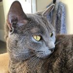 Profile Picture of Robert_Deniro_Duvall Cat (@robert_deniro_duvall) on Instagram