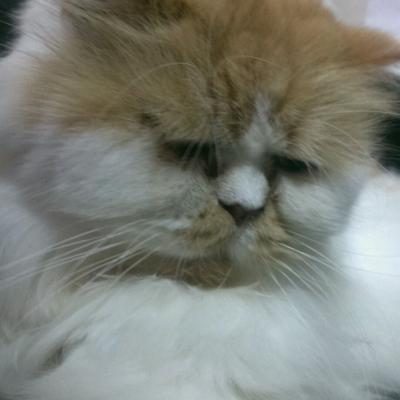 Profile Picture of Linda Lin (@WooShanLin) on Twitter