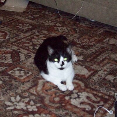 Profile Picture of Deborah Patchett (@DeborahPatchett) on Twitter
