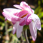 Profile Picture of Aleya.art (@aleya.art) on Flickr