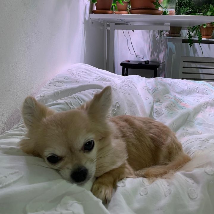 Bill Willden - Tiktok Profile Picture of Bill Willden (@billywillylily) on Tiktok