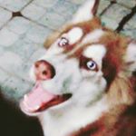 Profile Picture of Steven Arredondo (@elly_of_the_huskygang) on Instagram