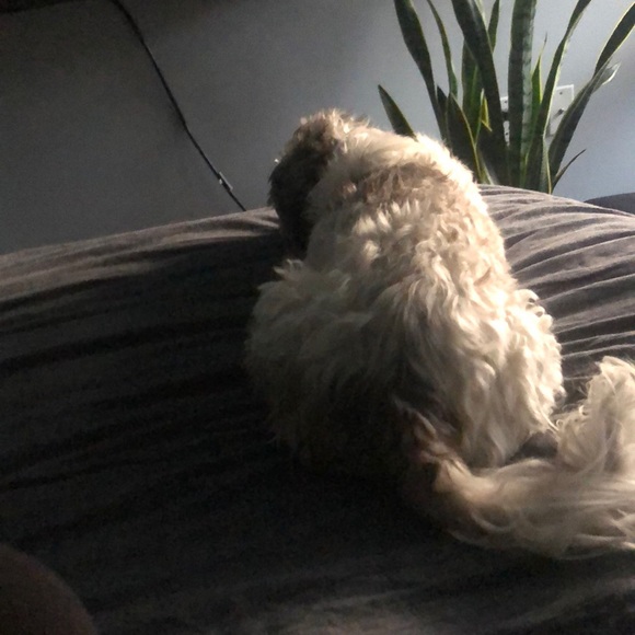 Profile Picture of Sabrina Pagliaroli (@sabri13) on Poshmark