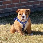 Ian Cody Comerford - Instagram Profile Picture of Ian Cody Comerford (@codycomerford) on Instagram