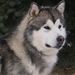 Profile Picture of Makayla Larson (@makayla_larson) on Pinterest