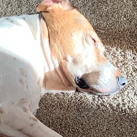 Profile Picture of Alex Hanley (@ajghanley) on Poshmark