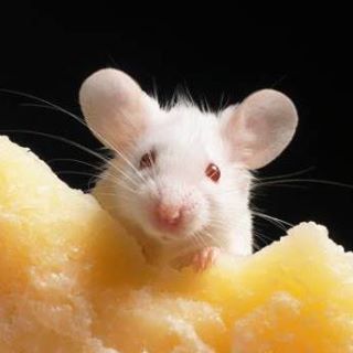 Profile Picture of Adam Castello (@Adam-Castello) on Facebook