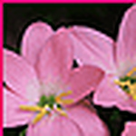 Nabil Hindawy - Flickr Profile Picture of Nabil Hindawy (@hindawy41) on Flickr