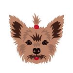Profile Picture of Yorkies Gram (@yorkies.gram) on Instagram