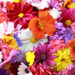 Profile Picture of Candy Howell (@candy_howell) on Instagram