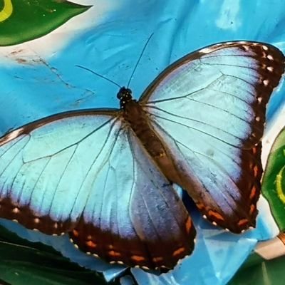 Profile Picture of TRISTAN FINCH (@cedarmunky) on Twitter